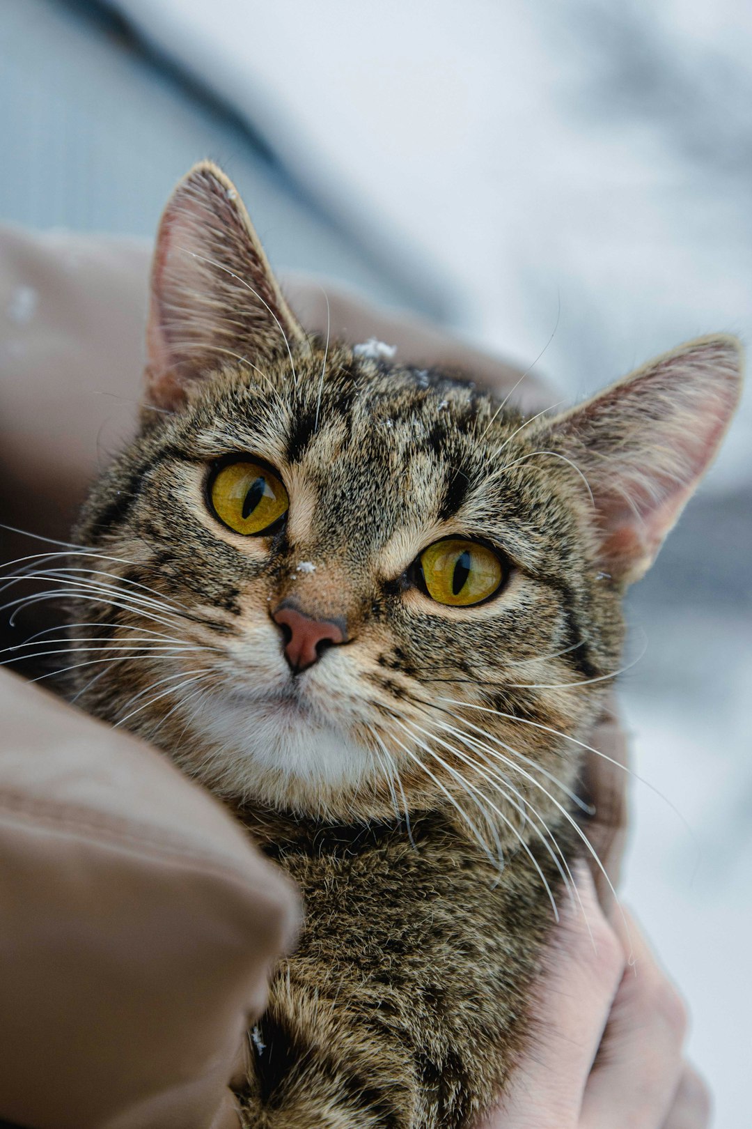 Hyperthyroidism in Cats Diet: Best Diet Tips for Cats with Hyperthyroidism