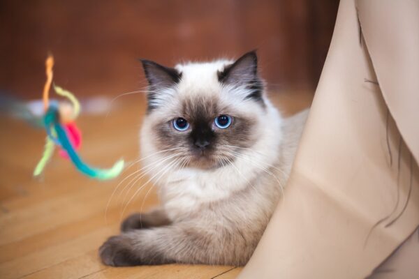 Illnesses in Cats: Common Conditions Every Cat Owner Should Recognize