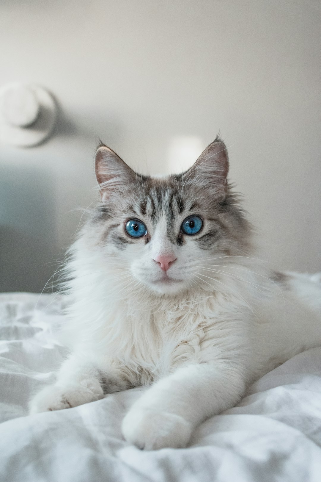 Instinct Rabbit Cat Food: A Natural Diet for Your Feline Companion