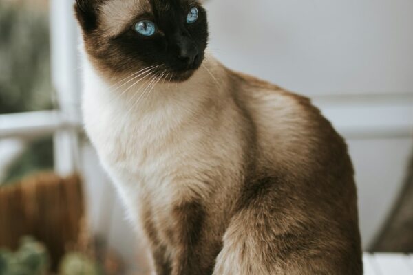 Is Sheba a Good Cat Food? Pros and Cons of This Popular Brand