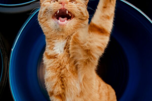 Is Sheba Cat Food Good? A Deep Dive into Its Nutritional Value