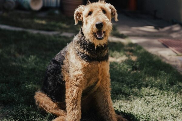 Kiwi Dog Food: The Unique Benefits of Nutritional Diversity for Your Pup