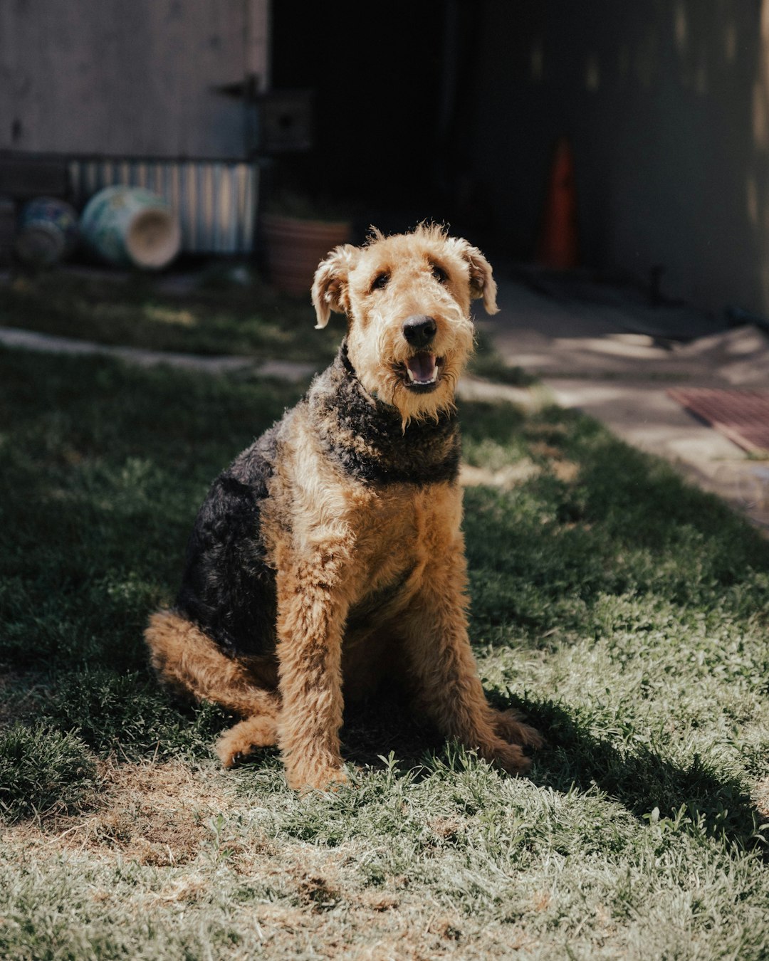 Kiwi Dog Food: The Unique Benefits of Nutritional Diversity for Your Pup