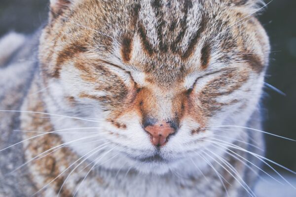Liquid Wormer for Cats: How to Choose the Right Liquid Wormer for Cats