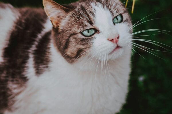 Managing Chronic Pain for Cats: Effective Strategies for Comfortable Living