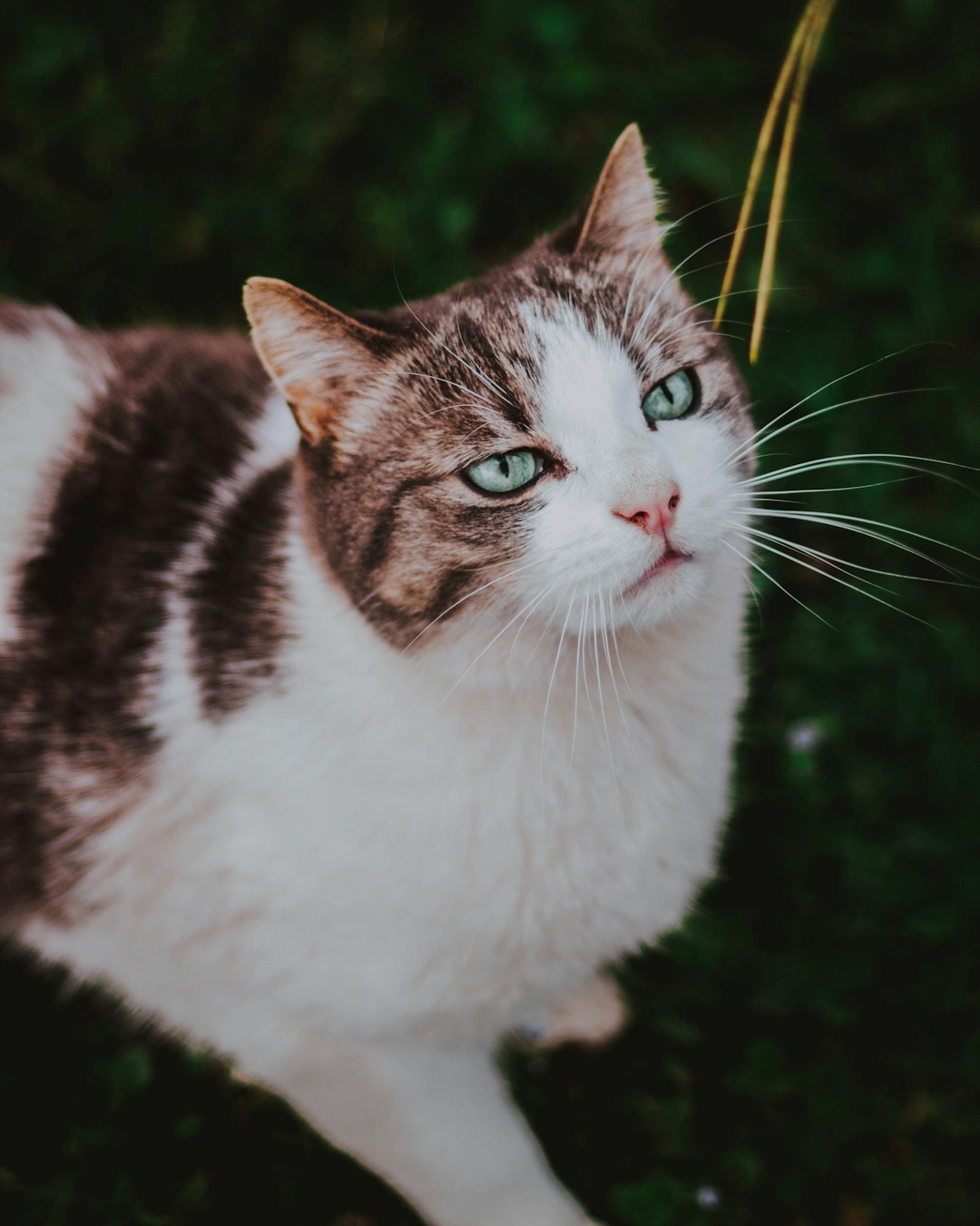 Managing Chronic Pain for Cats: Effective Strategies for Comfortable Living
