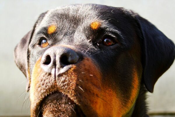 Mother Hubbard Dog Treats: Natural Goodness Your Dog Will Love