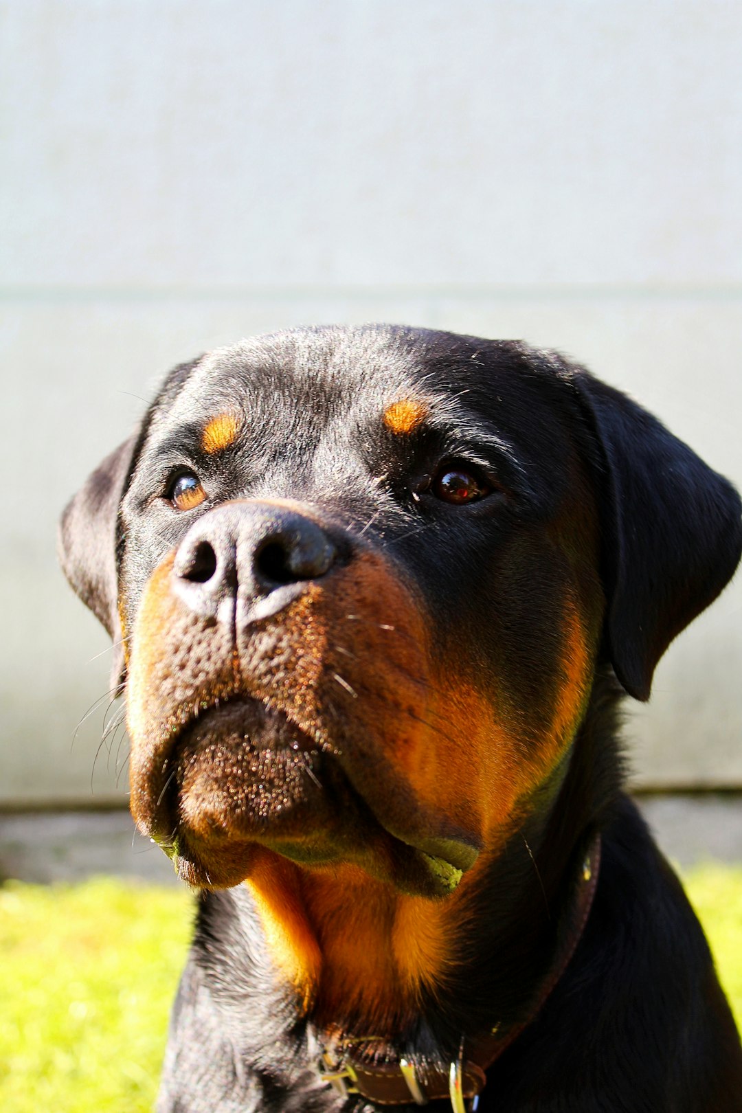 Mother Hubbard Dog Treats: Natural Goodness Your Dog Will Love
