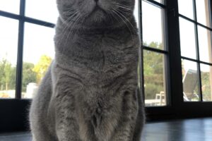 Pet Grooming for Cats Near Me: Finding the Right Groomer