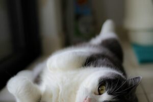 Pet Grooming Near Me: How to Choose the Best Service for Your Cat