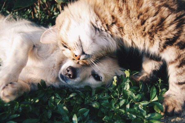 Pet Sitter Rates Explained: How to Budget for Your Cat’s Care Needs Pet Sitter Rates Explained: How to Budget for Your Cat's Care Needs