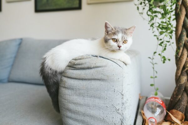 Rabbit Cat Food: Benefits and Brands to Consider for Your Pet