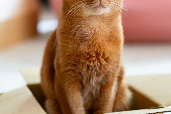 Radioactive Iodine Treatment for Cats Near Me: Is It Right for Your Cat?