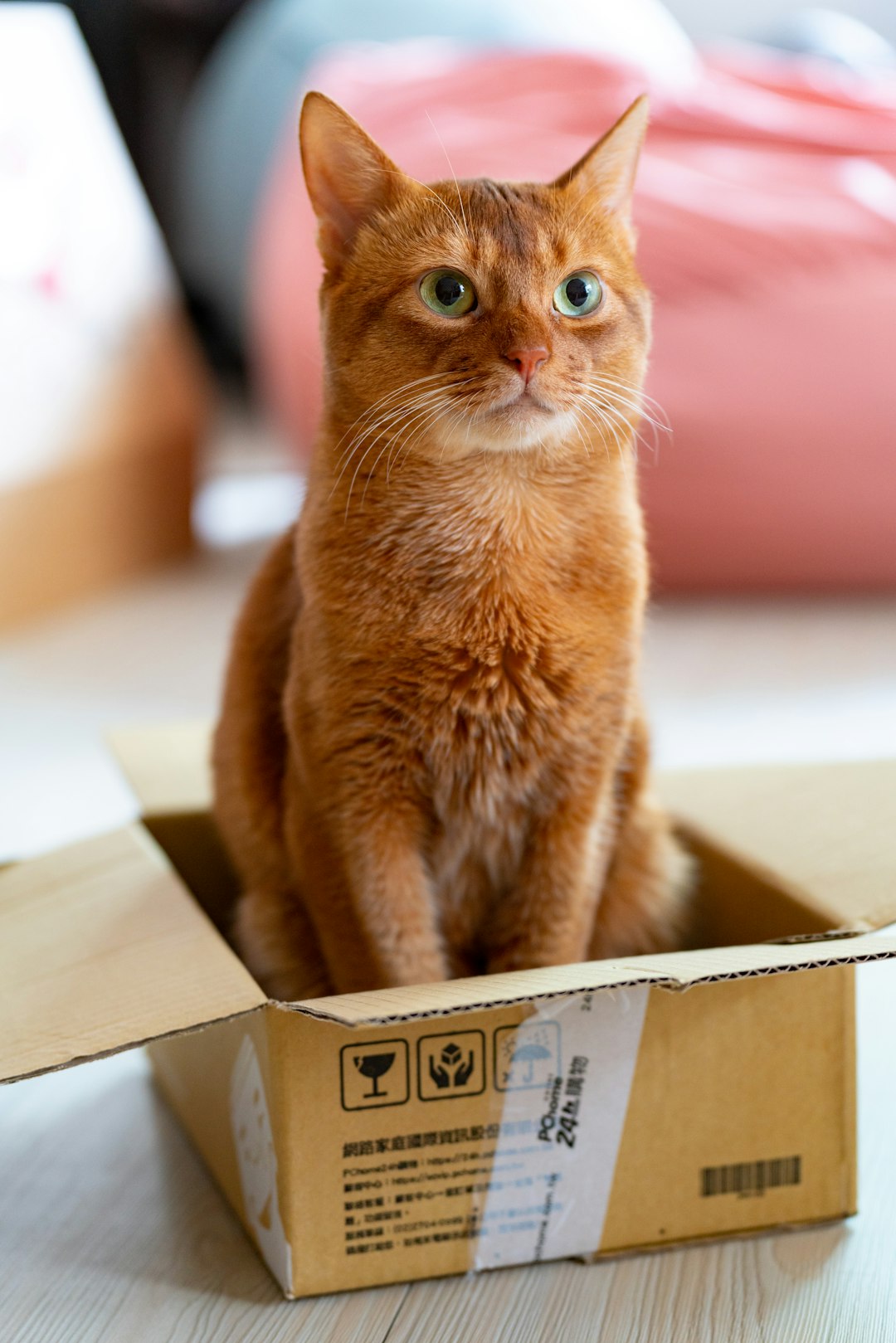 Radioactive Iodine Treatment for Cats Near Me: Is It Right for Your Cat?