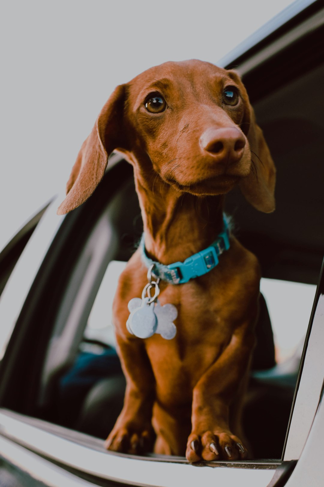 Rattlesnake Shot for Dogs: What Every Pet Owner Needs to Know