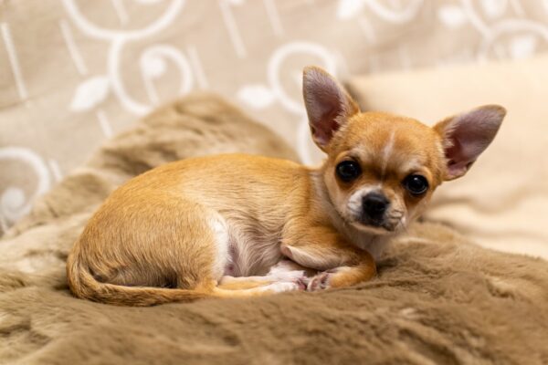 Rawmix Dog Food: A Balanced Approach to Raw Feeding for Dogs