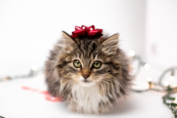 Realistic Cat Stuffed Animals: Purr-fect Gifts for Cat Lovers Realistic Cat Stuffed Animals: Purr-fect Gifts for Cat Lovers
