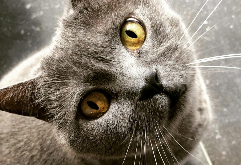 Red Cat Wine: Uncorking the Best Pairings for Cat Enthusiasts