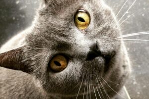 Red Cat Wine: Uncorking the Best Pairings for Cat Enthusiasts