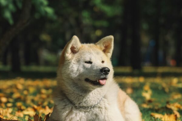 Salmon and Rice Dog Food: A Flavorful and Nutritious Meal Option