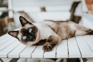Signs a Cat Is in Heat: Recognizing Feline Reproductive Behaviors