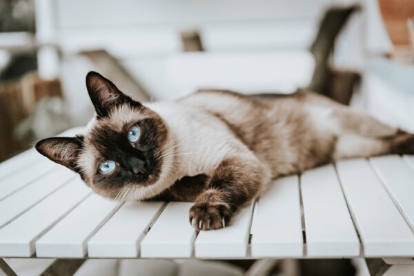 Signs a Cat is Sick: Top Indicators that Your Feline Needs Attention