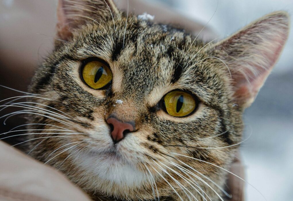 Signs of Stress in Cats: Identifying and Mitigating Feline Anxiety