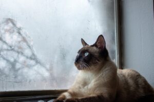 Sliding Glass Cat Door: Advantages for Your Home and Your Cat