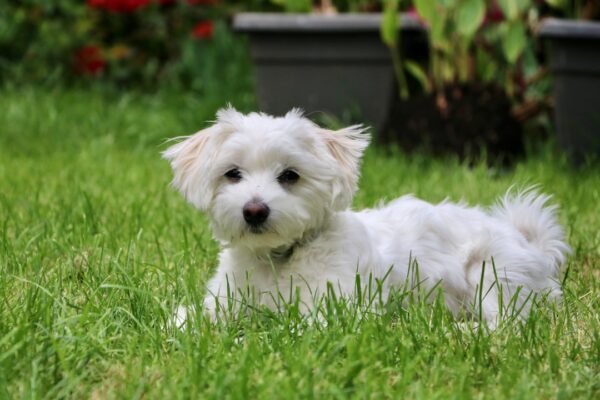 Treats for Dogs with Kidney Disease: Choosing Safe and Healthy Options