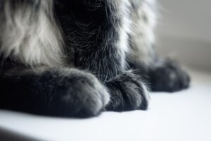 What Are Safety Tips for Handling My Ragdoll Cat? Essential Guidelines