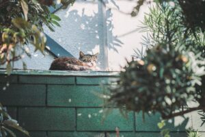 Why Are My Cat's Ears Hot? Exploring Temperature Changes in Cats