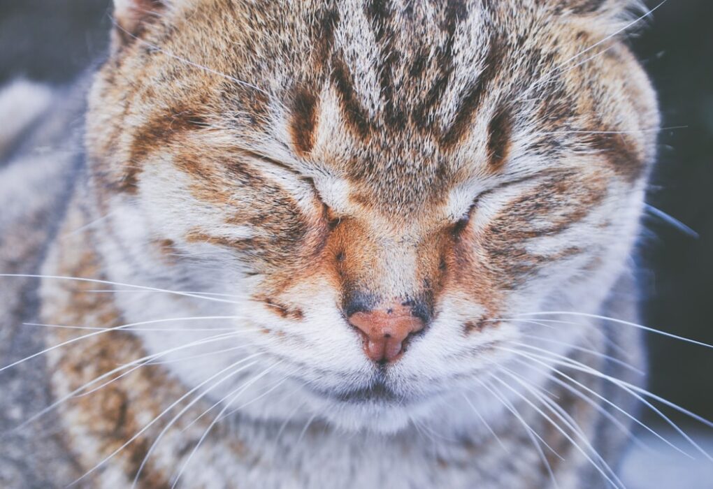 Why Does My Cat Lick Me? Decoding Feline Affection and Behavior