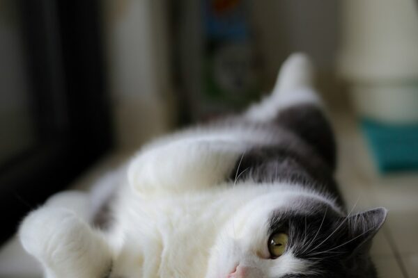 Why Does My Cat Sit on Me? Feline Affection and Social Behavior